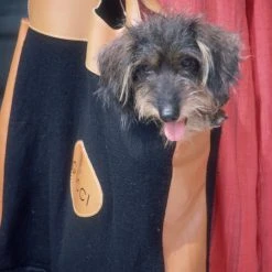 Jonathan Adler UK Slim Aarons "Gucci Pooch" Photograph