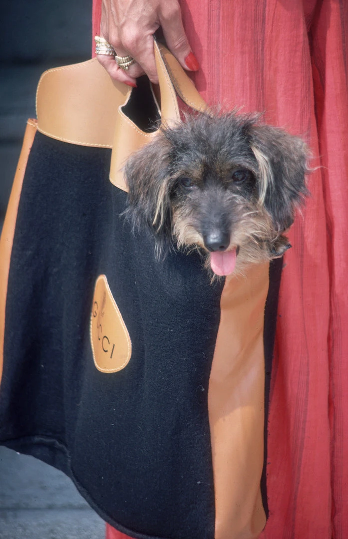 Jonathan Adler UK Slim Aarons "Gucci Pooch" Photograph