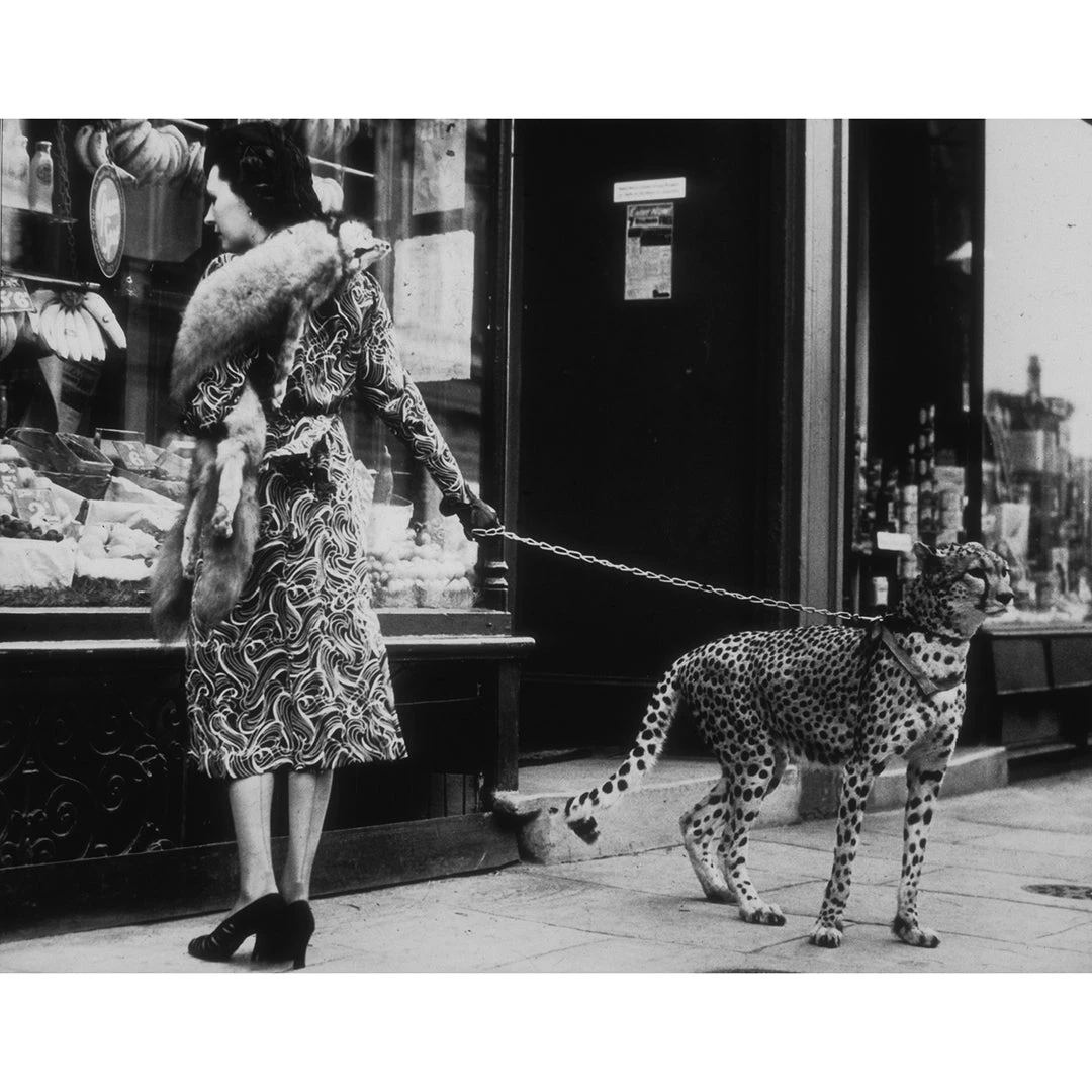 Jonathan Adler UK "Cheetah Who Shops" From Getty Images