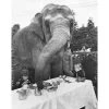 Jonathan Adler UK "Elephant For Tea" From Getty Images