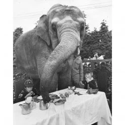 Jonathan Adler UK "Elephant For Tea" From Getty Images